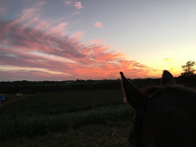 夕焼けアー君