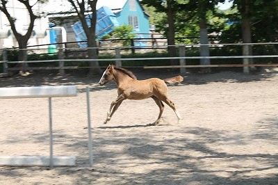 馬との接し方