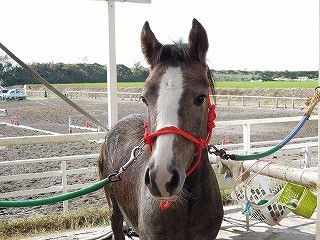 乗馬クラブウィッシュにハクニー入厩2