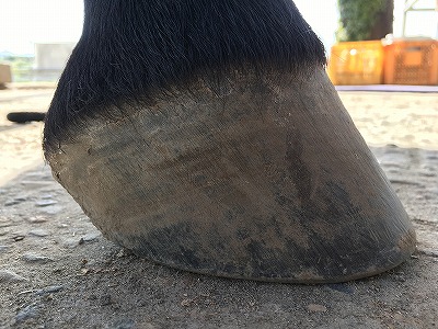 馬のクラブフット治療後