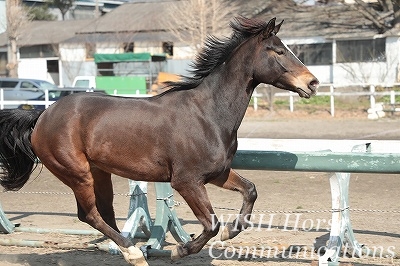 のびのび走る乗馬