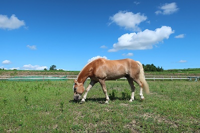 夏の放牧風景