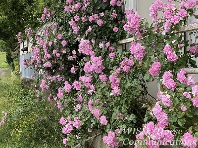 乗馬クラブのバラ