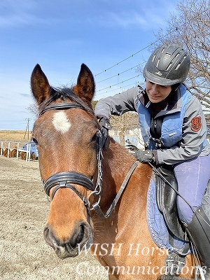 愛情と想いの乗馬