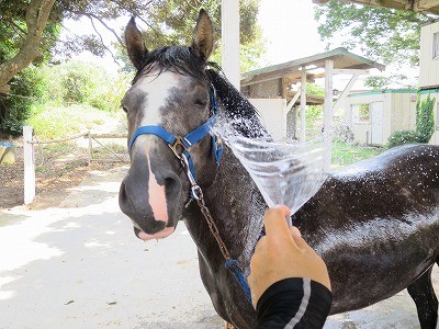 馬の水浴び