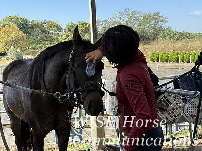乗馬の良さ