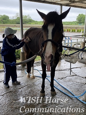 世界が平和になる乗馬