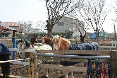 放牧風景に癒されました
