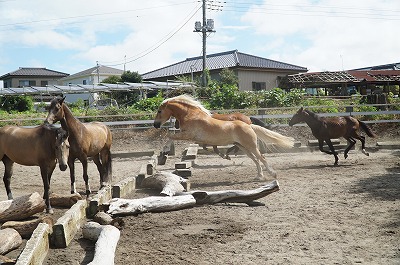 馬の社会性