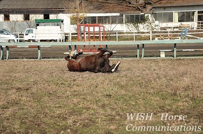 馬の幸せ風景