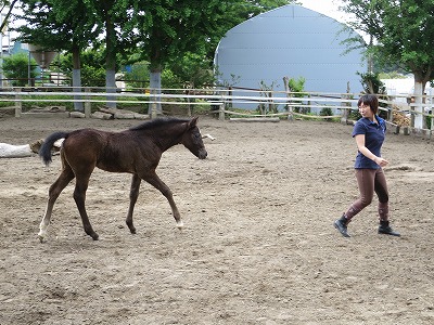 馬を健康にする乗馬