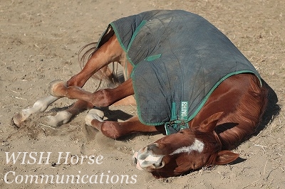 馬を喜ばせる乗馬