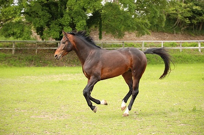 成長できる馬術