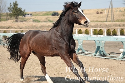 のびのび健康しあわせ乗馬