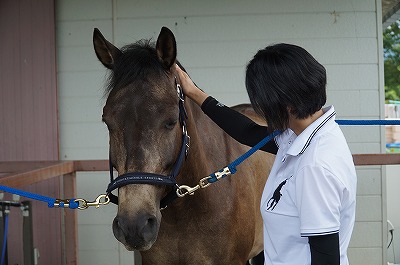 全日本馬場馬術大会