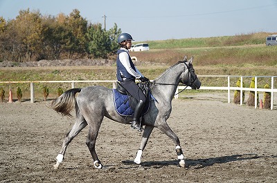 美しい馬と