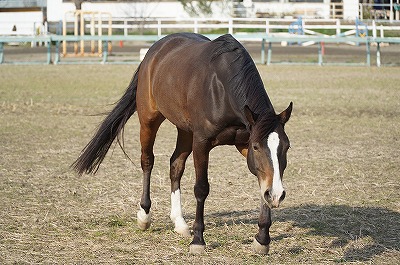 乗馬は馬の健康から