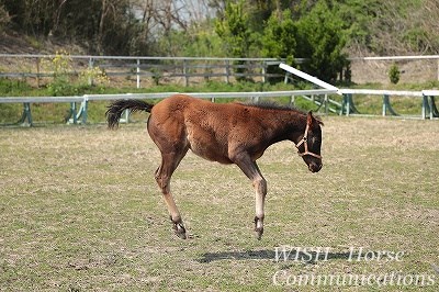 乗馬の子馬