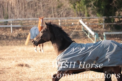 元気に走る馬