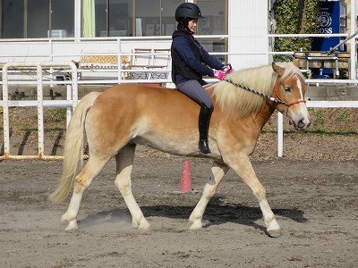 馬と遊ぼう