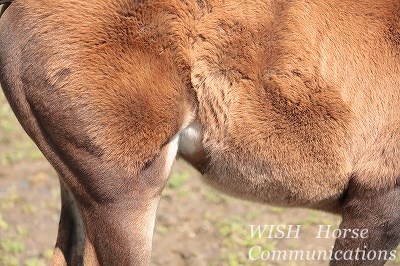 子馬の毛色