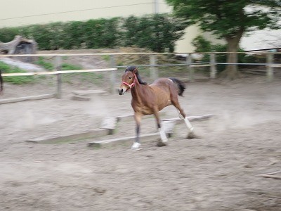 元気で人なつこい馬