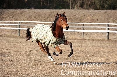 疾走する馬