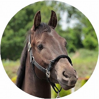 馬の紹介