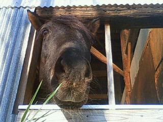 馬はナチュラル