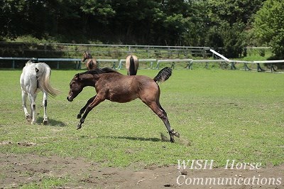 馬のウェルフェア