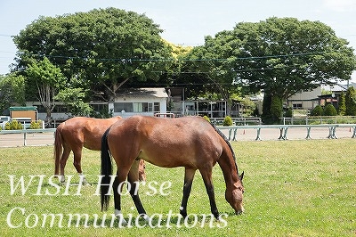 素敵な乗馬