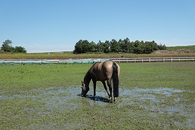 雨上がりの馬たち