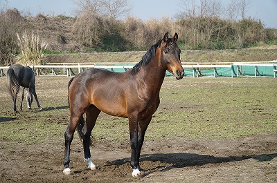 笑顔で馬と仲良しに