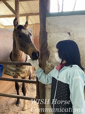 可愛い乗馬