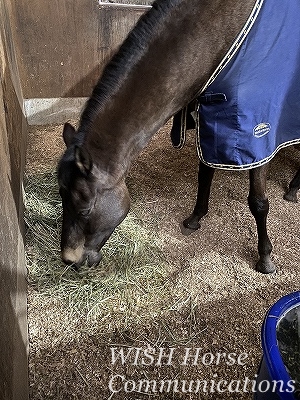 馬とラブラブ乗馬