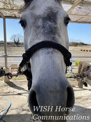 馬に好かれる乗馬