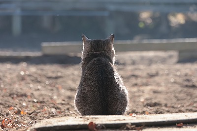 猫の背中