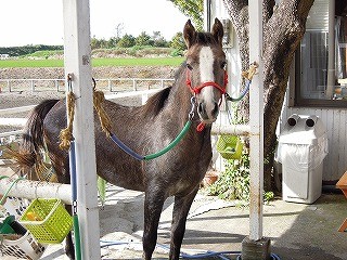 乗馬クラブウィッシュにハクニー入厩1