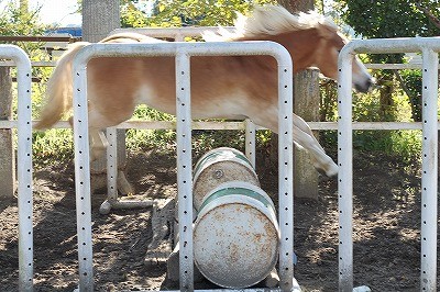 障害を自由に飛ぶ馬