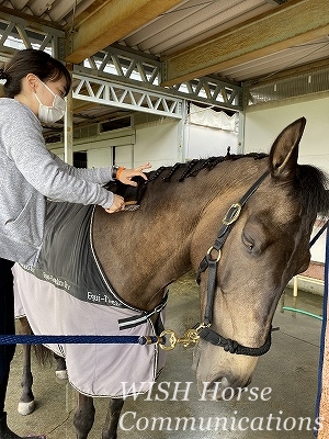 馬の気持ち良い表情