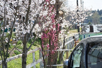 乗馬クラブの桜と桃