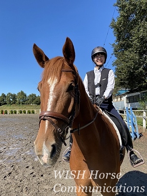 馬に優しい乗馬