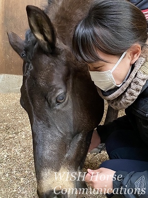 乗馬の愛情