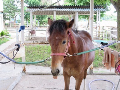 新馬調教　馬とコミュニケーションする