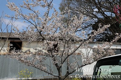 乗馬クラブの桜