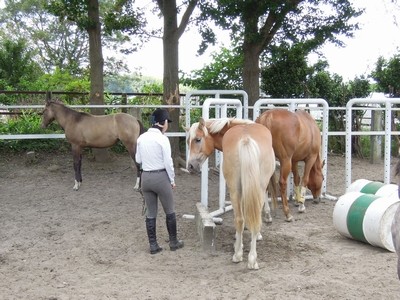 乗馬クラブメンバー入会一日目