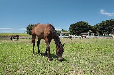 健やかに育つ馬達