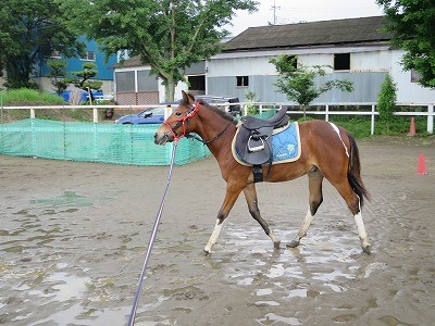 新馬調教　ハミでのコントロール