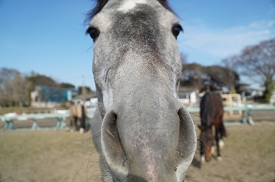 人間と話せる馬