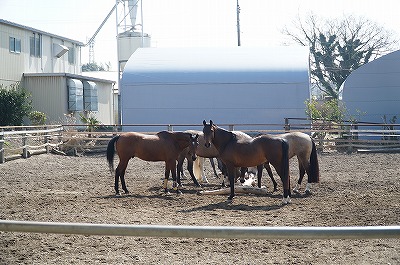 馬達が馬らしく暮らせますように